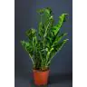 Zamioculcas