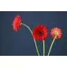 Gerbera Barones