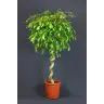 Fikuss 150cm (FICUS BENJAMIN EXOTIC SPIRAL)
