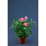 Roses p12 Extra
