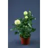Roses p12 Extra