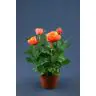Roses p12 Extra