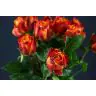 Rozes Atomic