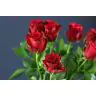 Rozes Rhodos
