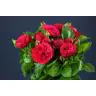 Roses Spray Piano Freiland