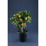 Kumkvats p20/65 (Citrus Japonica/Kumquat)