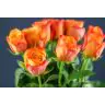 Roses Confidential