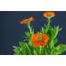 Calendula orange