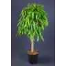 FICUS AMSTEL KING 140cm