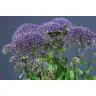 Trachelium Purple