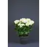 Hydrangea HORTENSIA p15 balta
