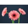 Gerbera Scala