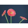 Gerbera Hooper