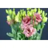 Lisianthus Corel Apricot
