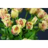 Roses Sweet Harlequin