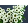 Chrysantemum Santini Ying Yang