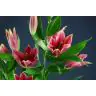 Lilium Muscat