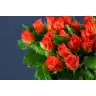 Roses Almanza