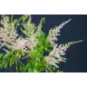 Astilbe Pink