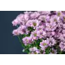 Chrysantemum Santini Krissi