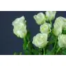 Roses Countdown 40 cm
