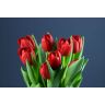 Tulip Surrender
