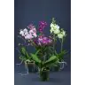 Orhidejas Phalaenopsis Multiflora 2 kāti