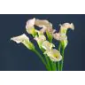 Calla Captain Melrose