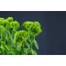 Dianthus Green Wicky