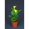 Kalla Dzeltena (Zantedeschia/ Calla Yellow)
