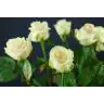 Roses Myllena