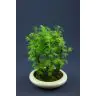 Bonsai Outdoor
