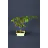 Bonsai Outdoor