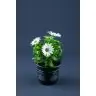 Osteospermum