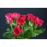 Roses Pink Rhodos