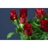 Roses Red Torch