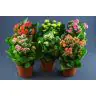 Kalanhoja KALANCHOE PILD p12 MIX Palete