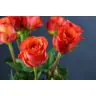 Roses Tabasco