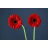 Gerbera Ladies First