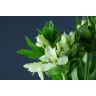 Alstromeria Polar