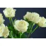 Roses Four Seasons