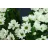 Chrysantemum Aquq Chic