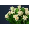 Roses Medeo Champagne