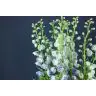 Delphinium Magic Fountains Lavender