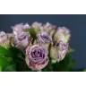 Roses Dancing Clouds