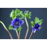Anemones