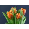 Tulip Princess Irene