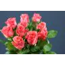 Roses Pink Tacazzi 50cm