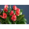 Roses Pink Tacazzi 70cm