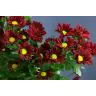Chrysantemum Merlot